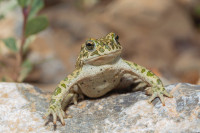 /album/foto-adriano/rospo-rospo-smeraldino-jpg/